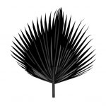 PALM