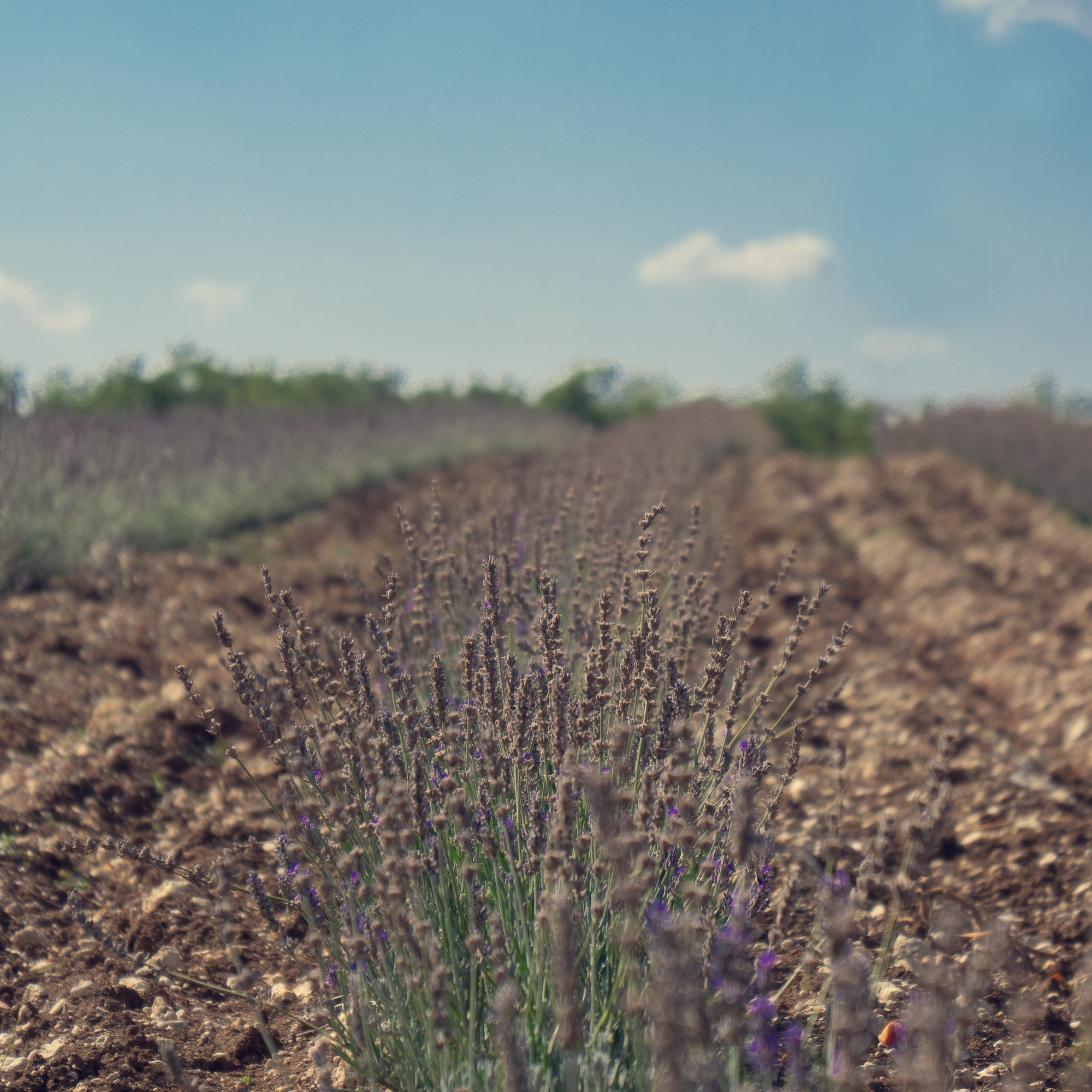 weekend tarn et Garonne ferme de lavande de lacontale