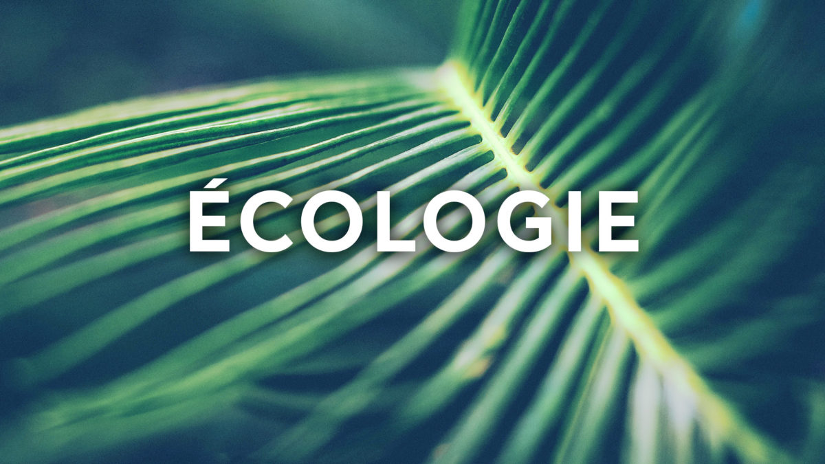 Mon journal 5 minutes : votre journal de gratitude ! | World Me Now