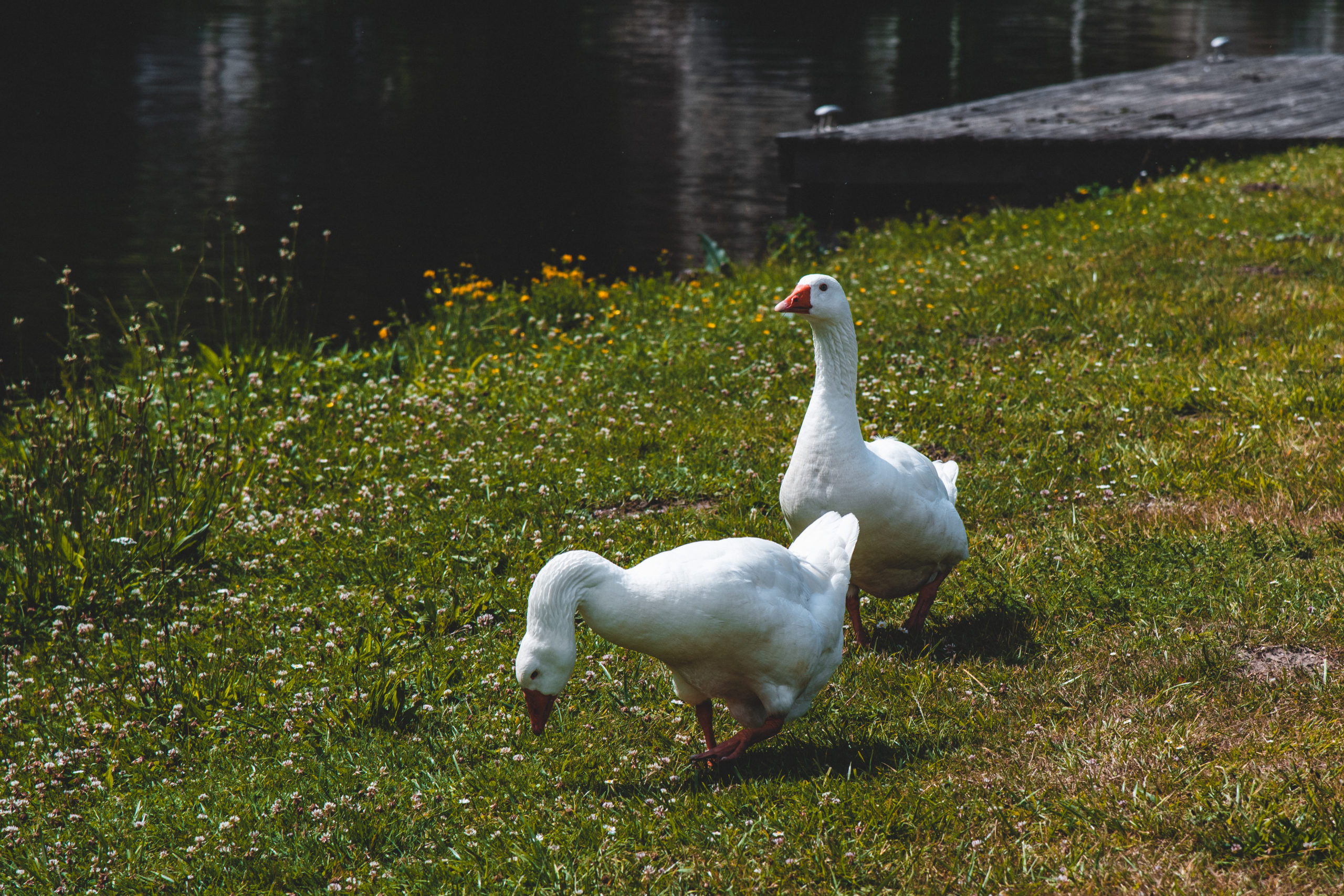 Vallée de Somme étangs éclusier vaux marais somme