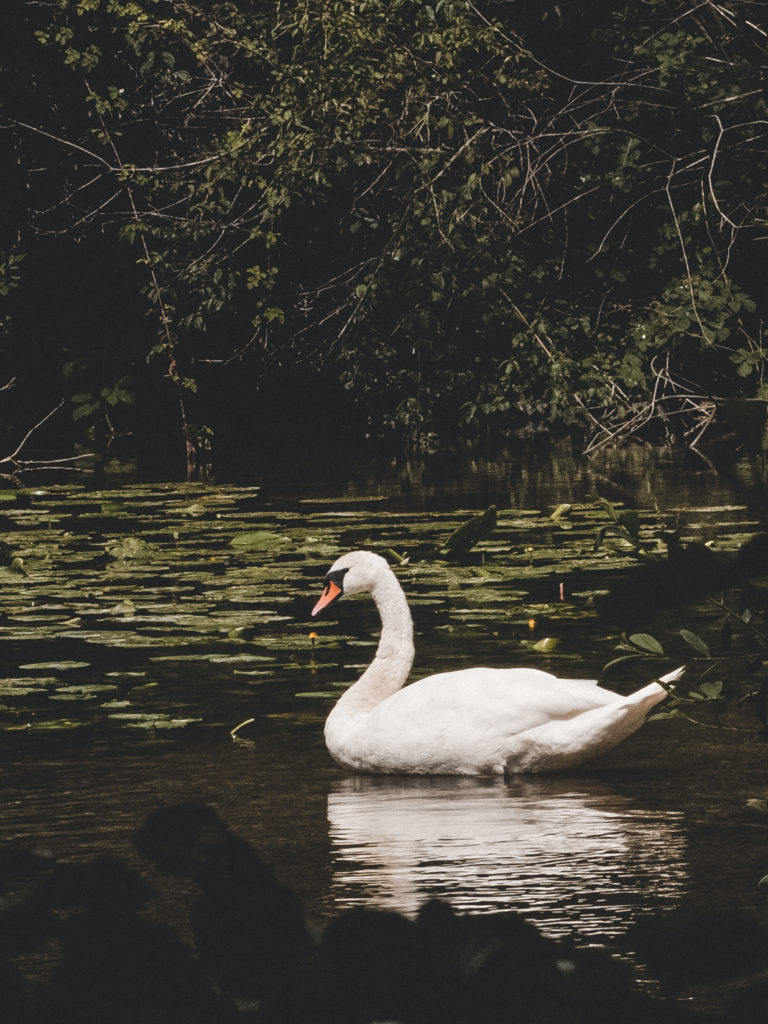 Vallée de Somme étangs éclusier vaux marais somme cygne